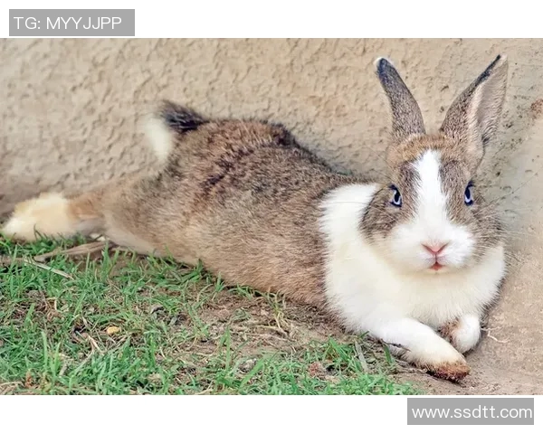 对话陈芳：回顾我的DOTA2职业生涯与未来展望